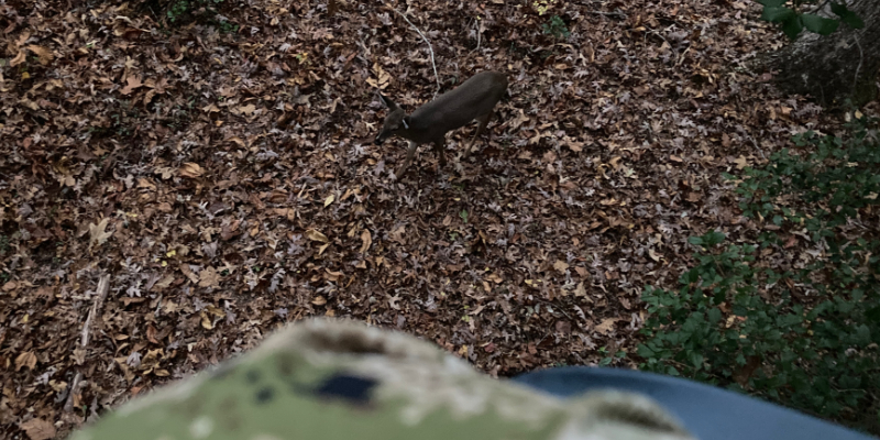 Right Spot vs. Right Tree: Why Location Always Wins